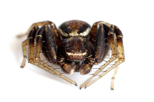 Xysticus sp.